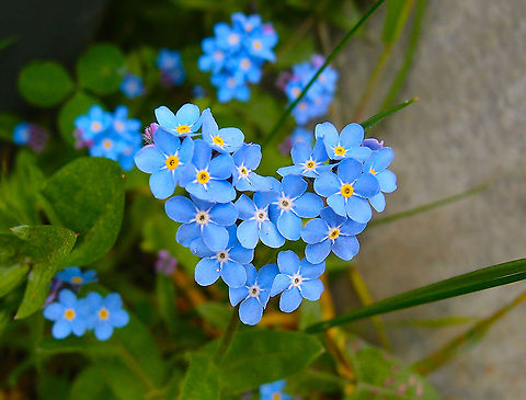 Woodland Forget-Me-Not - Myosotis sylvatica Korbeek-Dijle, May 2013.  Belgium,Geotagged,Myosotis sylvatica,Spring,Woodland Forget-Me-Not