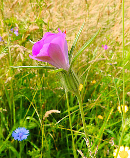 Common Corncockle - Agrostemma githago Fort 4, Mortsel. July 2013.      Agrostemma githago,Belgium,Common Corncockle,Geotagged,Summer