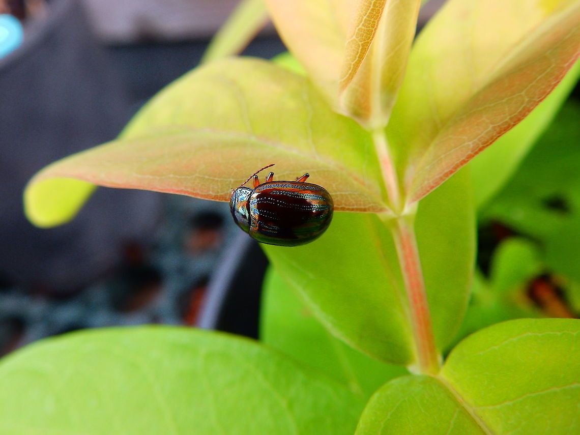 Rosemary beetle - Chrysolina americana A summer visitor in our terrace.<br />
Sint-Joris-Weert, June 2013. Belgium,Chrysolina americana,Geotagged,Rosemary beetle,Summer