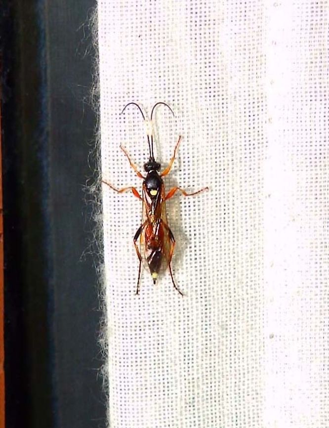 Ichneumon confusor Seen in my house in July 2013.<br />
<a href="https://waarnemingen.be/species/188575/" rel="nofollow">https://waarnemingen.be/species/188575/</a> Belgium,Geotagged,Ichneumon confusor,Summer,Wasp Ichneumon confusor