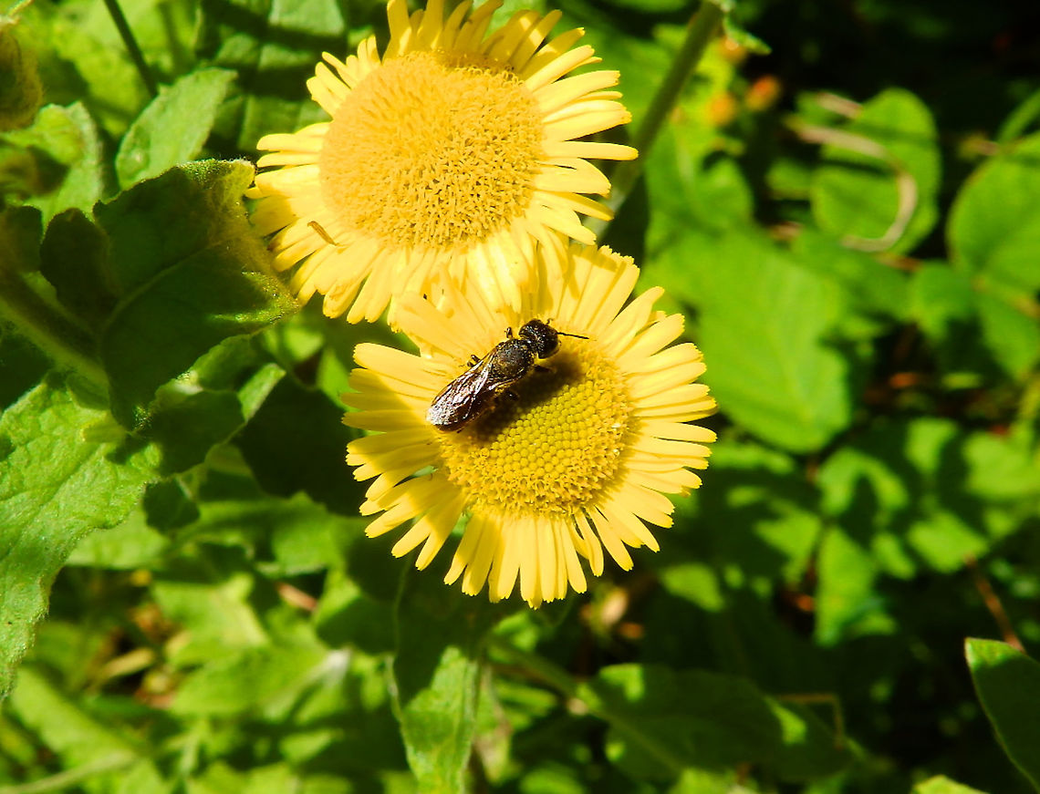 Large-headed resin bee - Heriades truncorum Visiting flowers in small botanical garden in KU Leuven, Arenberg Campus. Aug 2013. Belgium,Geotagged,Heriades truncorum,Large-headed resin bee,Summer
