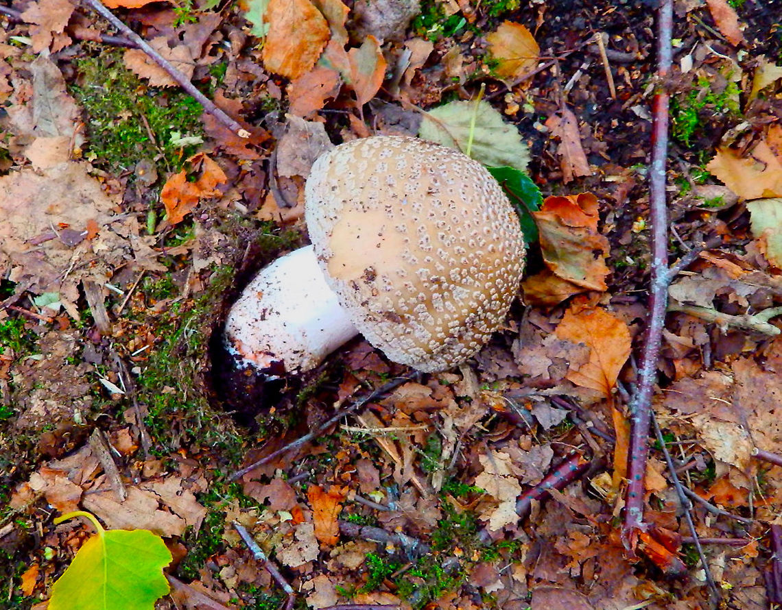 Amanita rubescens Sint Jans Klooster, Holland. Aug 2013. Amanita rubescens,Geotagged,Netherlands,Summer