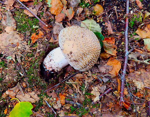 Amanita rubescens Sint Jans Klooster, Holland. Aug 2013. Amanita rubescens,Geotagged,Netherlands,Summer