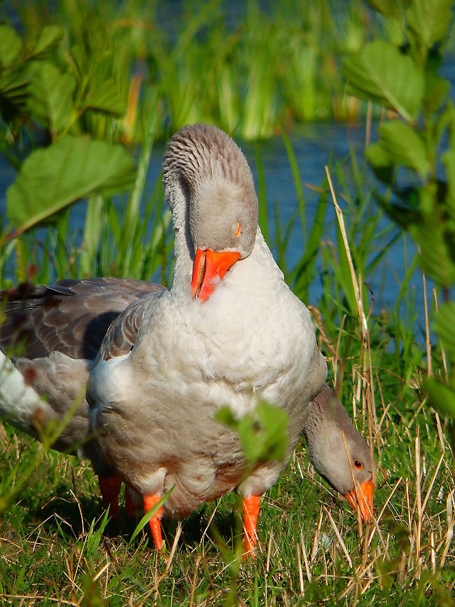 Greylag goose - Anser anser Just a cute moment in the canals :-)<br />
Sint Jans Klooster, Aug 2013. Anser anser,Geotagged,Greylag goose,Netherlands,Summer
