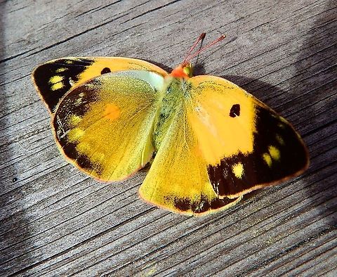 Clouded yellow - Colias croceus The poor one was hit by a car so not much more life left on it :-(
Sint Jans Klooster, Holland. Aug 2013.       Clouded yellow,Colias croceus,Geotagged,Netherlands,Summer