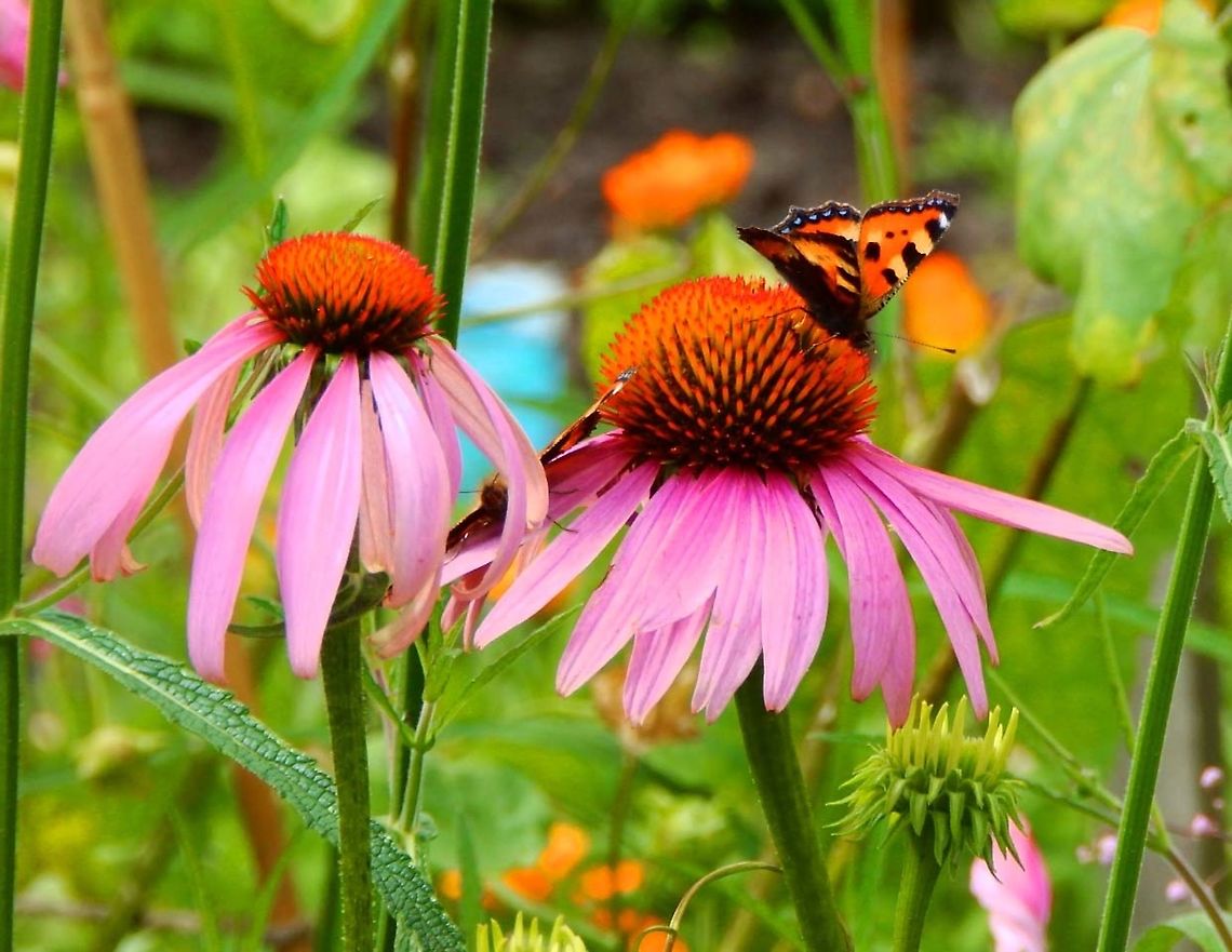Echinacea purpurea Giethoorn, Holland. Aug 2013.  Echinacea purpurea,Geotagged,Netherlands,Summer