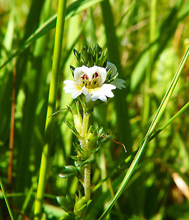 Drug eyebright - Euphrasia stricta Kunth Nationaal Park Weerribben-Wieden, Holland (2013). Drug eyebright,Euphrasia stricta Kunth,Geotagged,Netherlands,Summer