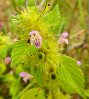 Common hemp-nettle - Galeopsis tetrahit Nationaal Park Weerribben-Wieden, Holland (Aug, 2013). Common hemp-nettle,Galeopsis tetrahit,Geotagged,Netherlands,Summer