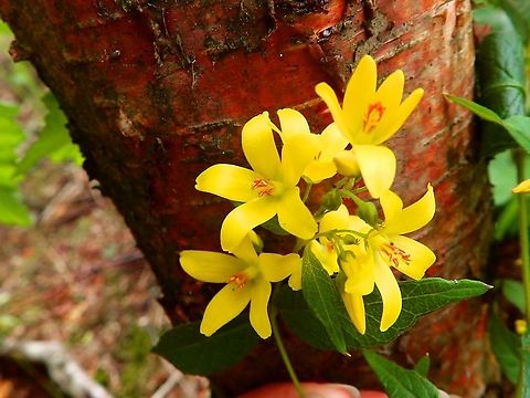 Yellow Loosestrife - Lysimachia vulgaris Nationaal Park Weerribben-Wieden, Holland (Aug, 2013). Geotagged,Lysimachia vulgaris,Netherlands,Summer,Yellow Loosestrife