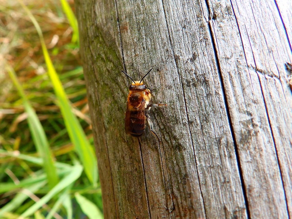 Coast leaf-cutter - Megachile_maritima Nationaal Park Weerribben-Wieden, Holland (Aug, 2013).<br />
<a href="http://www.bijenmobiel.nl/Megachile/M.maritima.htm" rel="nofollow">http://www.bijenmobiel.nl/Megachile/M.maritima.htm</a><br />
    Geotagged,Megachile maritima,Netherlands,Summer
