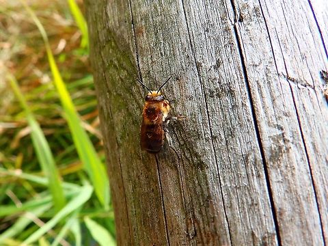Coast leaf-cutter - Megachile_maritima Nationaal Park Weerribben-Wieden, Holland (Aug, 2013).
http://www.bijenmobiel.nl/Megachile/M.maritima.htm
    Geotagged,Megachile maritima,Netherlands,Summer