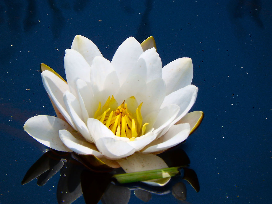 European white waterlily - Nymphaea alba Nationaal Park Weerribben-Wieden, Holland (Aug, 2013). European white waterlily,Geotagged,Netherlands,Nymphaea alba,Summer