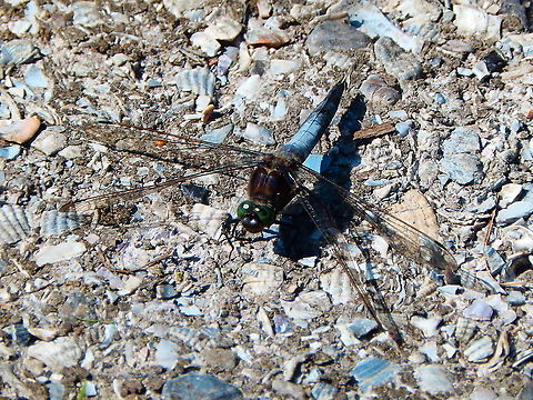 Black-tailed skimmer - Orthetrum cancellatum ♂ Nationaal Park Weerribben-Wieden, Holland (Aug, 2013). Black-tailed skimmer,Geotagged,Netherlands,Orthetrum cancellatum,Summer