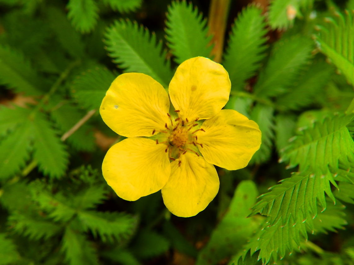 Silverweed cinquefoil - Argentina/Potentitlla anserina Nationaal Park Weerribben-Wieden, Holland (Aug, 2013). Argentina anserina,Geotagged,Netherlands,Silverweed cinquefoil,Summer