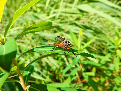 Predatory Snipe Fly - Rhagio immaculatus Nationaal Park Weerribben-Wieden, Holland (Aug, 2013).  Geotagged,Netherlands,Predatory Snipe Fly,Rhagio immaculatus,Summer