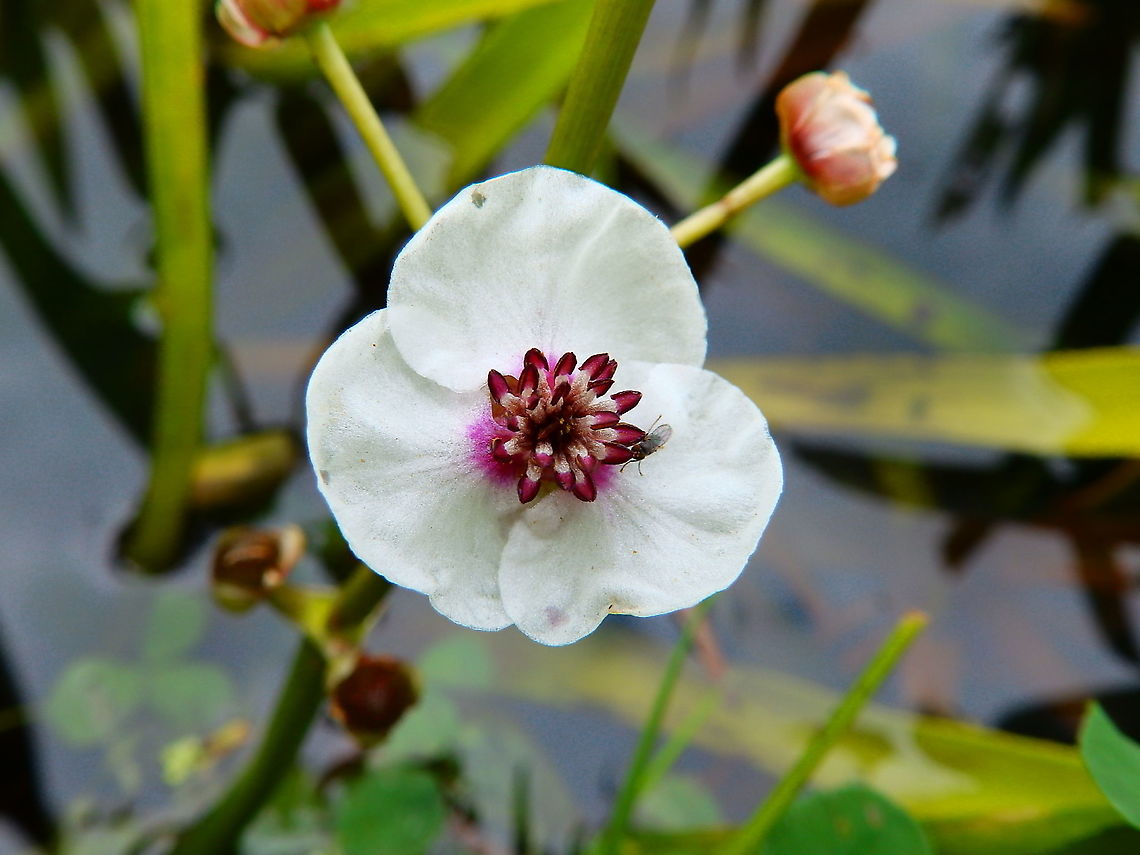 Arrowhead - Sagittaria sagittifolia Nationaal Park Weerribben-Wieden, Holland (Aug, 2013).  Arrowhead,Geotagged,Netherlands,Sagittaria sagittifolia,Summer