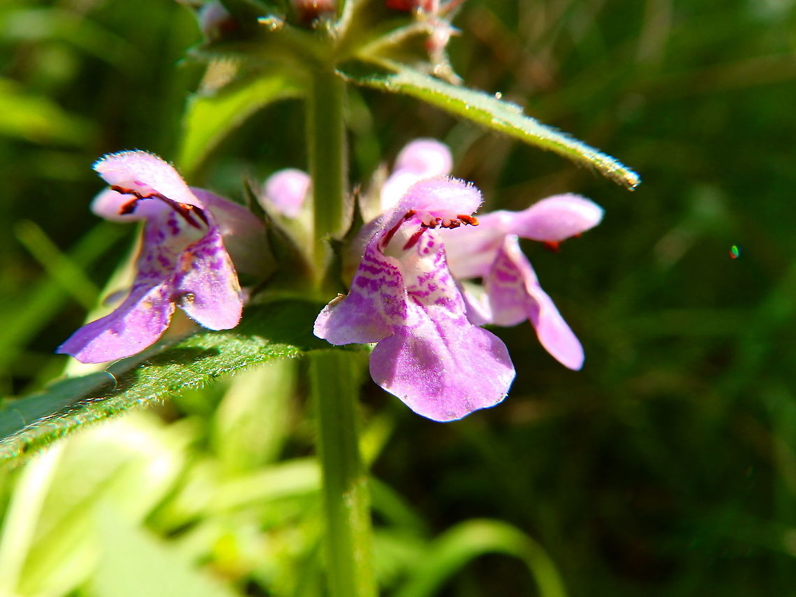 Marsh woundwort, - Stachys palustris Nationaal Park Weerribben-Wieden, Holland (Aug, 2013).  Geotagged,Netherlands,Stachys palustris,Summer