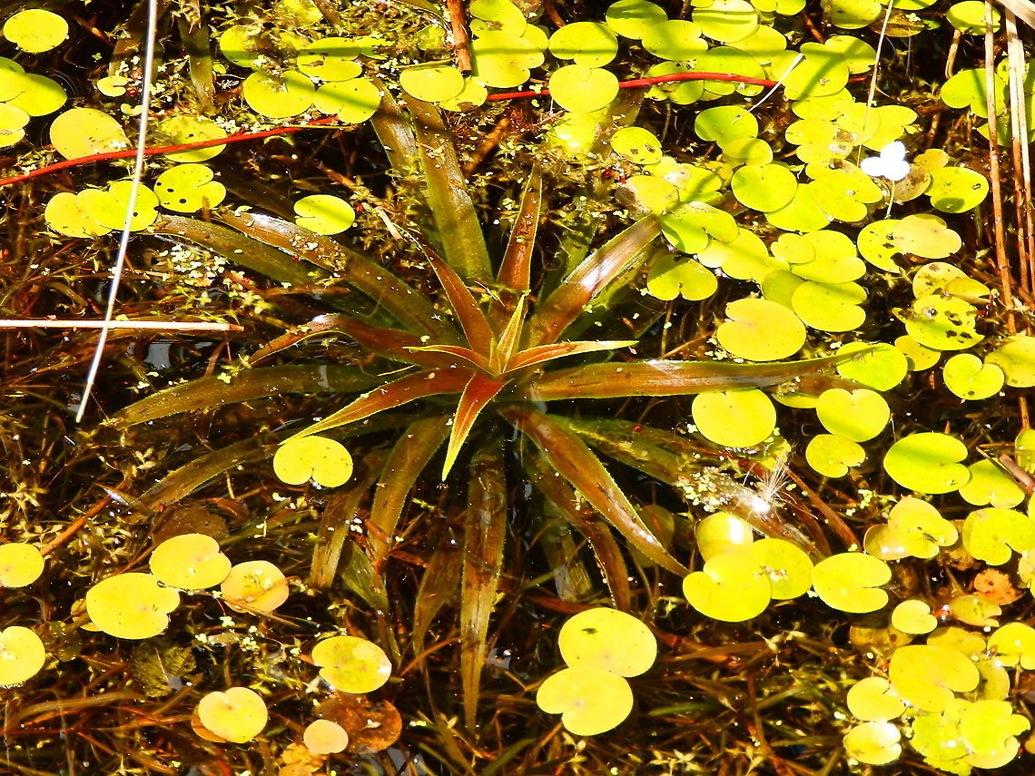 Water Soldier/Pinneapple - Stratiotes aloides Nationaal Park Weerribben-Wieden, Holland (Aug, 2013). <br />
<a href="https://waarnemingen.be/species/2764/photos/?page=2" rel="nofollow">https://waarnemingen.be/species/2764/photos/?page=2</a> Geotagged,Netherlands,Stratiotes aloides,Summer