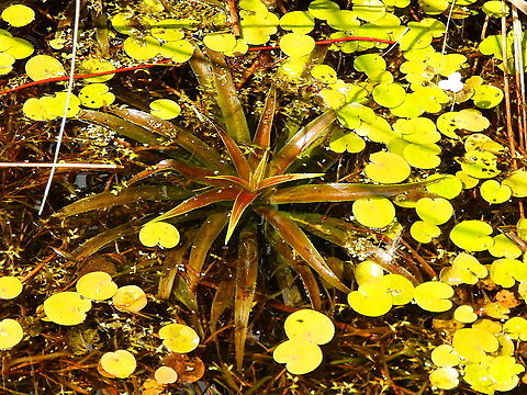 Water Soldier/Pinneapple - Stratiotes aloides Nationaal Park Weerribben-Wieden, Holland (Aug, 2013). 
https://waarnemingen.be/species/2764/photos/?page=2 Geotagged,Netherlands,Stratiotes aloides,Summer