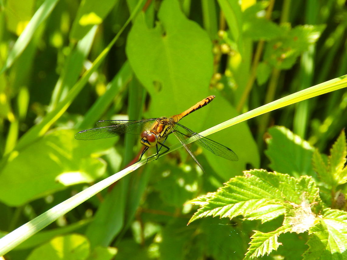 Black darter- Sympetrum danae ♀ Nationaal Park Weerribben-Wieden, Holland (Aug, 2013).  Black darter,Geotagged,Netherlands,Summer,Sympetrum danae