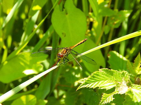 Black darter- Sympetrum danae ♀ Nationaal Park Weerribben-Wieden, Holland (Aug, 2013).  Black darter,Geotagged,Netherlands,Summer,Sympetrum danae