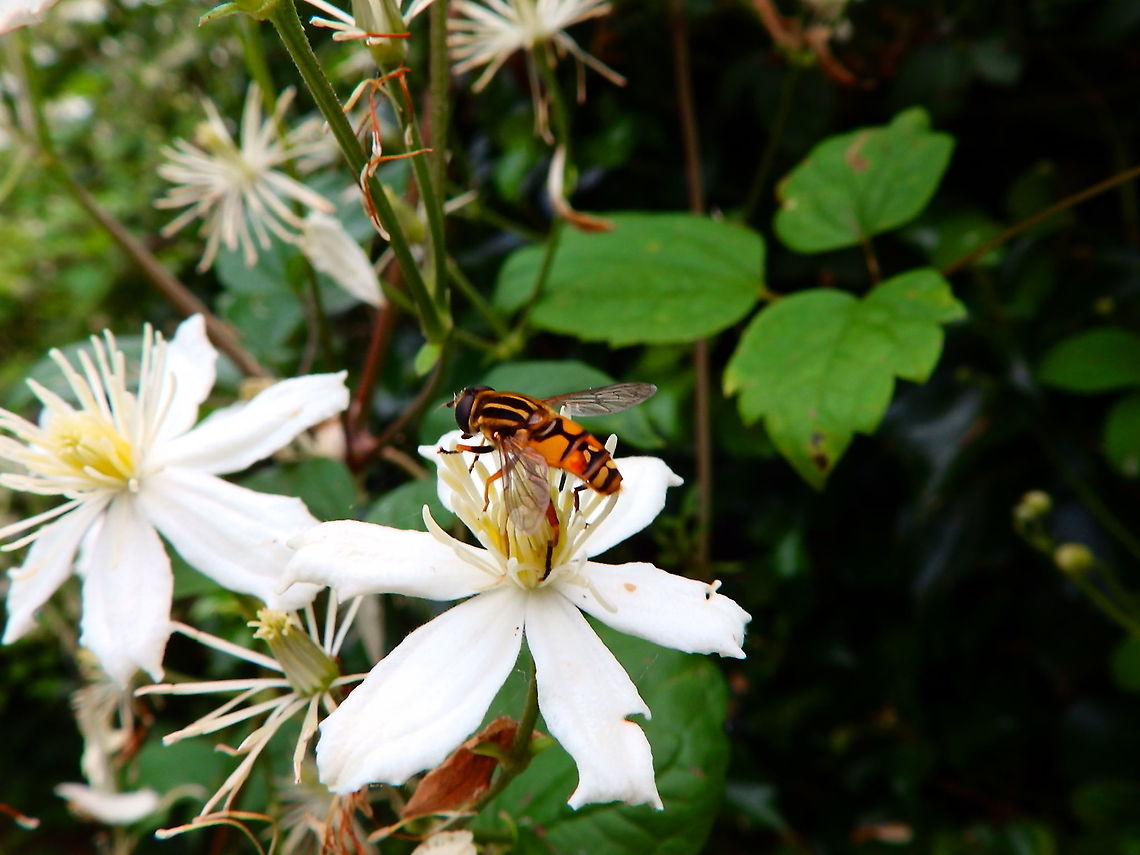 Sun Fly - Helophilus pendulus Giethoorn, Holland (Aug, 2013).  Geotagged,Helophilus pendulus,Netherlands,Summer,Sun Fly
