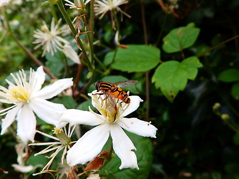 Sun Fly - Helophilus pendulus Giethoorn, Holland (Aug, 2013).  Geotagged,Helophilus pendulus,Netherlands,Summer,Sun Fly