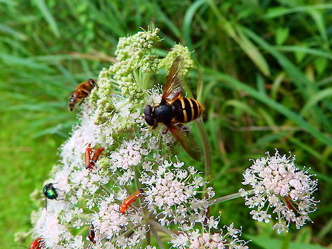 Yellow-barred Peat Hover Fly - Sericomyia silentis It refers to the big hoverfly in the image.
Giethoorn, Holland (Aug, 2013).  Geotagged,Netherlands,Sericomyia silentis,Summer,Yellow-barred Peat Hover Fly