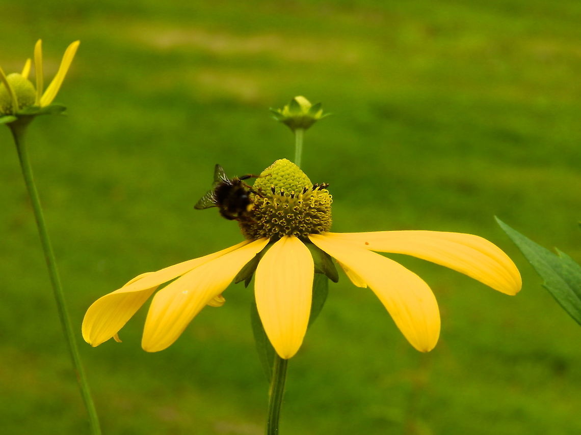 Cutleaf coneflower - Rudbeckia laciniata Giethoorn, Holland (Aug, 2013).  Cutleaf coneflower,Geotagged,Netherlands,Rudbeckia laciniata,Summer