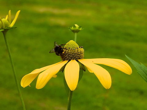 Cutleaf coneflower - Rudbeckia laciniata Giethoorn, Holland (Aug, 2013).  Cutleaf coneflower,Geotagged,Netherlands,Rudbeckia laciniata,Summer