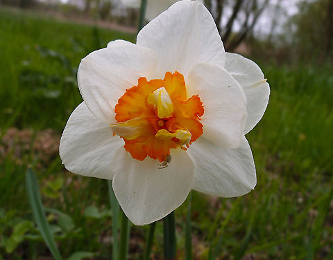 Narcissus x medioluteus (N. tazetta) Korbeek-Dijle, May 2013. 
https://identify.plantnet.org/weurope/observations/1010303640 Belgium,Geotagged,Narcissus,Spring
