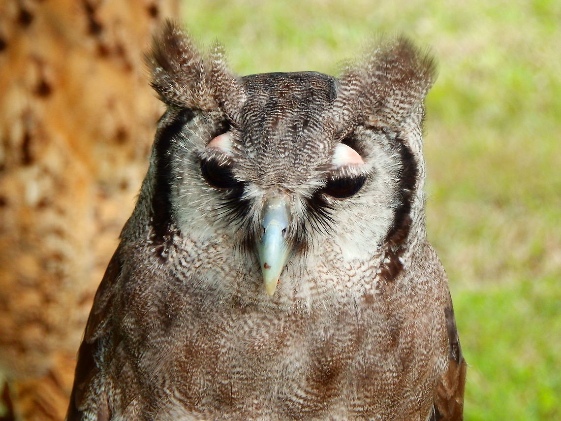 Verreaux's eagle-owl - Bubo lacteus Part of a raptor exhibit during Schotse Dagen in Ooidonk, Aug 2013. Belgium,Bubo lacteus,Geotagged,Summer,Verreaux's eagle-owl