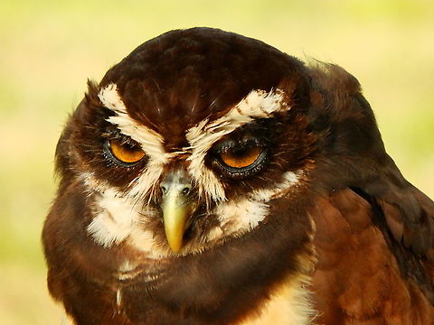 Spectacled Owl - Pulsatrix perspicillata Part of a raptor exhibit during Schotse Dagen in Ooidonk, Aug 2013. Belgium,Geotagged,Pulsatrix perspicillata,Spectacled Owl,Summer