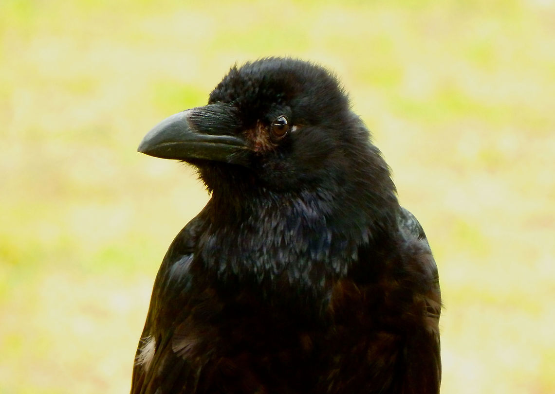 Common Raven - Corvus corax Part of a raptor exhibit during Schotse Dagen in Ooidonk, Aug 2013.  Belgium,Common Raven,Corvus corax,Geotagged,Summer