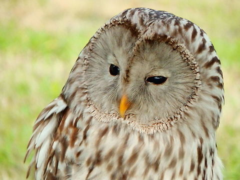 Ural Owl - Strix uralensis Part of a raptor exhibit during Schotse Dagen in Ooidonk, Aug 2013.  Belgium,Geotagged,Strix uralensis,Summer,Ural Owl