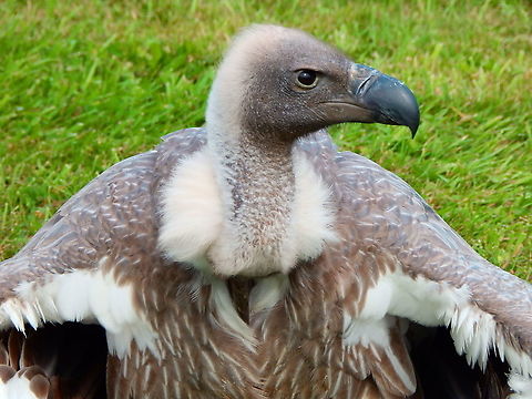 White-backed Vulture - Gyps africanus Part of a raptor exhibit during Schotse Dagen in Ooidonk, Aug 2013.  Belgium,Geotagged,Gyps africanus,Summer,White-backed Vulture