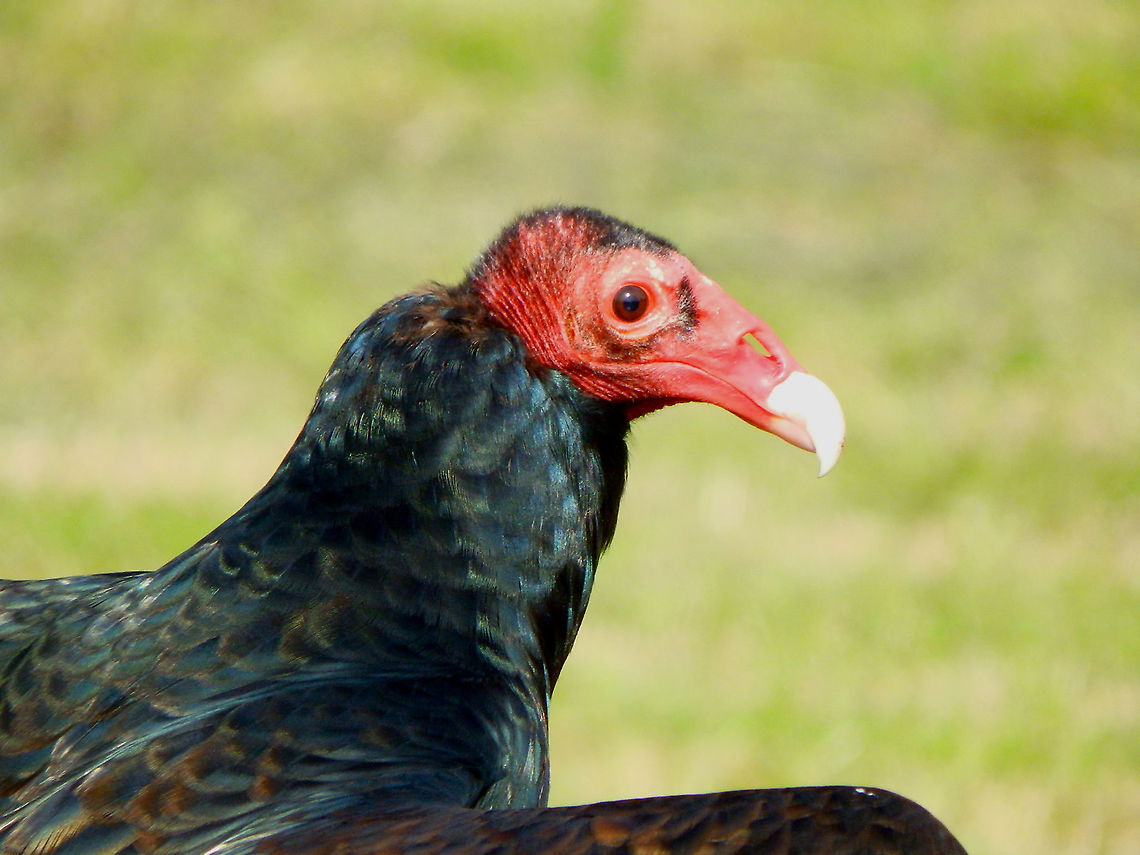 Turkey vulture - Cathartes aura Part of a raptor exhibit during Schotse Dagen in Ooidonk, Aug 2013.  Belgium,Cathartes aura,Geotagged,Summer,Turkey vulture