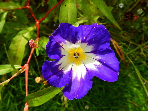 Dwarf morning glory - Convolvulus tricolor Cultivated in the gardens of Ooidonk Kasteel. Aug, 2013. Belgium,Convolvulus tricolor,Dwarf morning glory,Geotagged,Summer