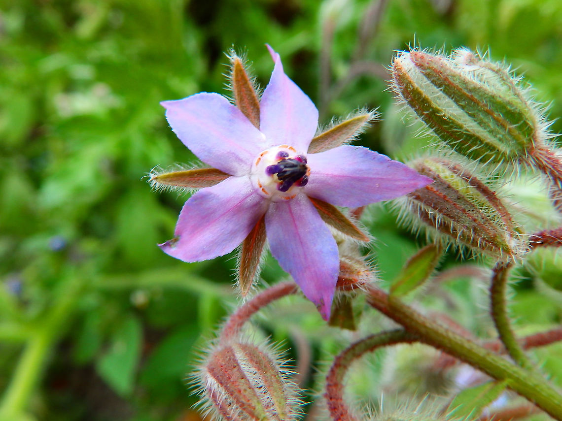 Borage - Borago officinalis Cultivated in the gardens of Ooidonk Kasteel. Aug, 2013.  Belgium,Borage,Borago officinalis,Geotagged,Summer