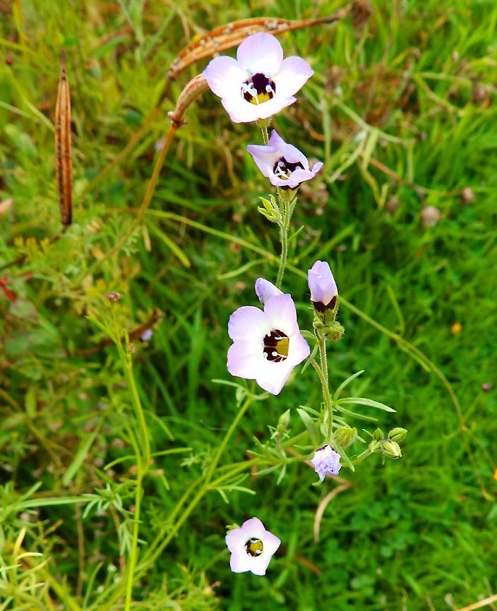 Bird's-Eyes - Gilia tricolor Cultivated in the gardens of Ooidonk Kasteel. Aug, 2013.  Belgium,Geotagged,Gilia tricolor,Summer
