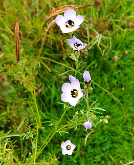 Bird's-Eyes - Gilia tricolor Cultivated in the gardens of Ooidonk Kasteel. Aug, 2013.  Belgium,Geotagged,Gilia tricolor,Summer