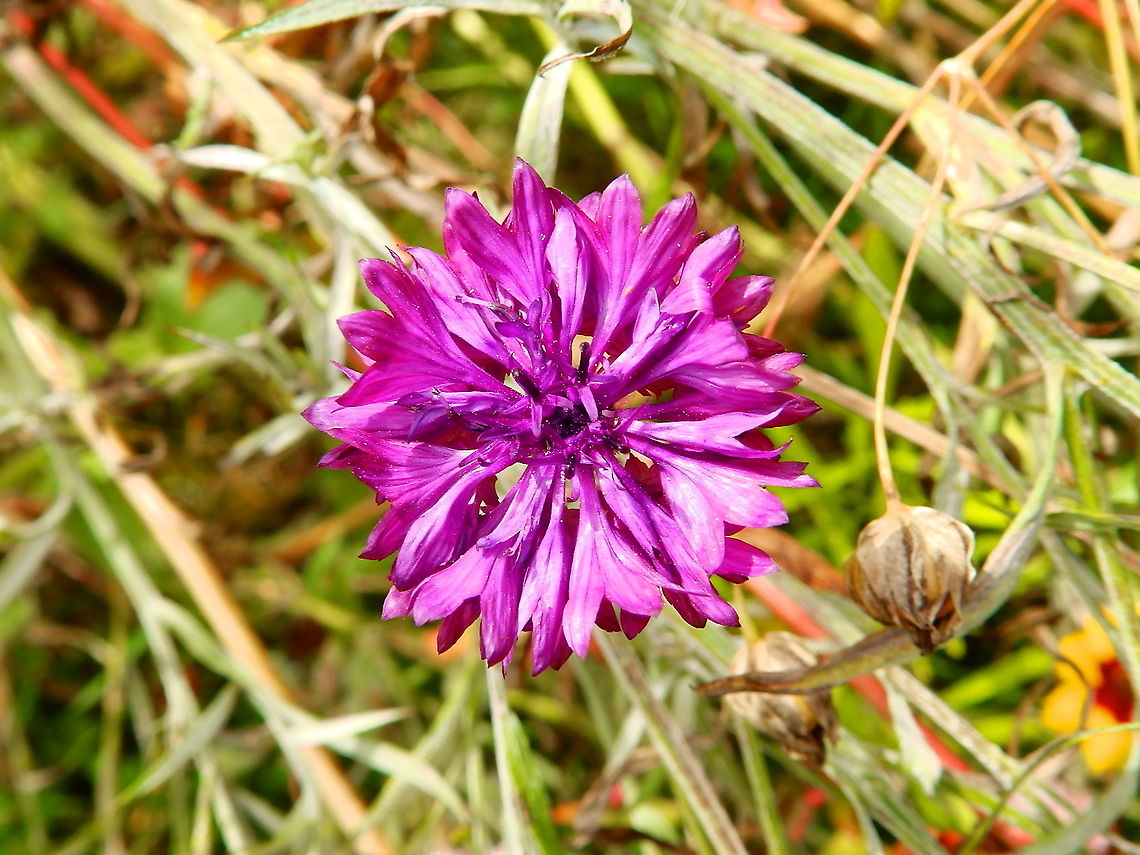 Cornflower - Centaurea cyanus Cultivated in the gardens of Ooidonk Kasteel. Aug, 2013.  Bachelors button,Belgium,Centaurea cyanus,Geotagged,Summer