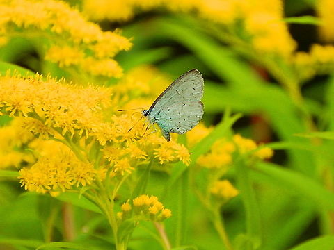 Holly Blue - Celastrina argiolus Found in the gardens of Ooidonk Kasteel. Aug, 2013.  Belgium,Celastrina argiolus,Geotagged,Holly Blue,Summer