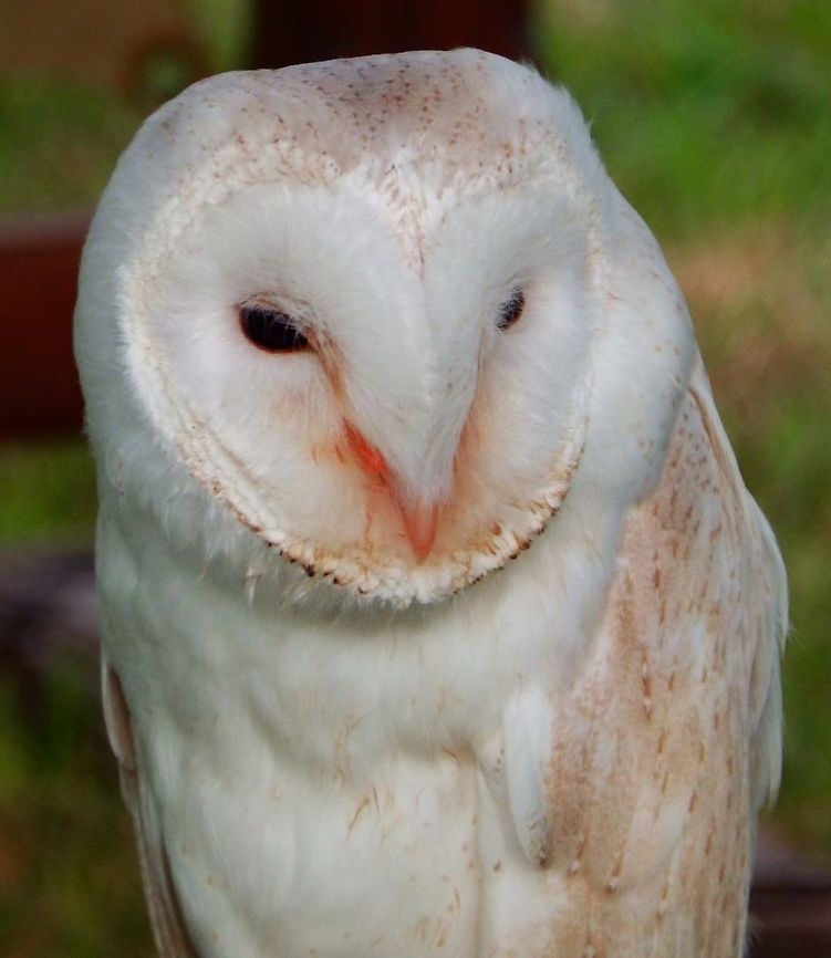 Barn owl -Tyto alba Part of a raptor exhibit during Schotse Dagen in Ooidonk, Aug 2013.          Barn owl,Belgium,Geotagged,Summer,Tyto alba