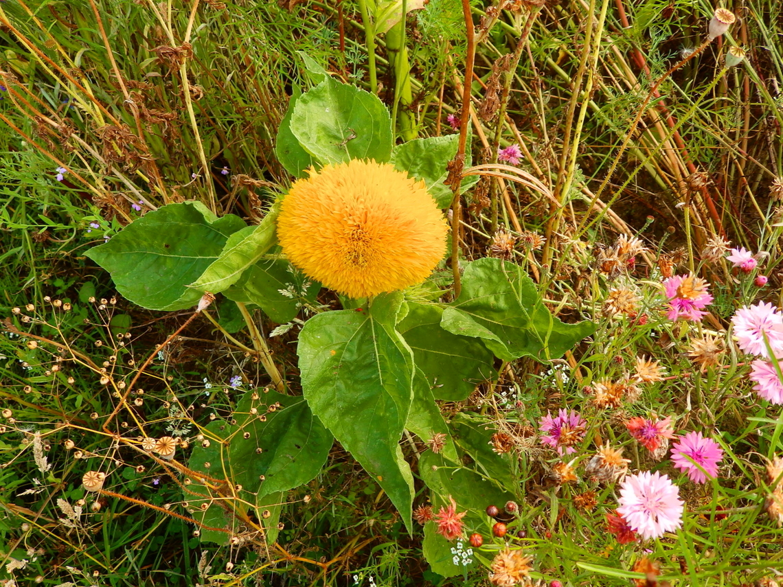 Teddy Bear Sunflower - Helianthus annuus Cultivated in the gardens of Ooidonk Kasteel. Aug, 2013.  Belgium,Geotagged,Helianthus annuus,Summer