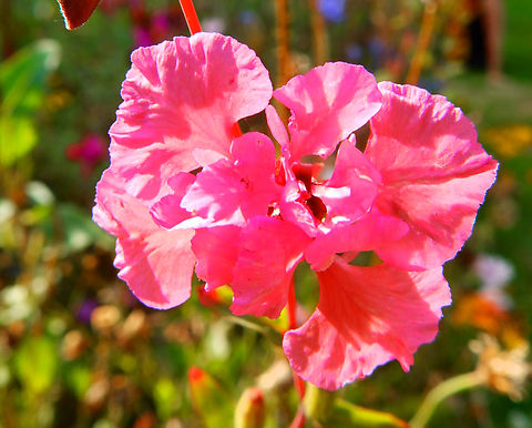 Elegant clarkia - Clarkia unguiculata Cultivated in the gardens of Ooidonk Kasteel. Aug, 2013.  Belgium,Clarkia unguiculata,Elegant clarkia,Geotagged,Summer