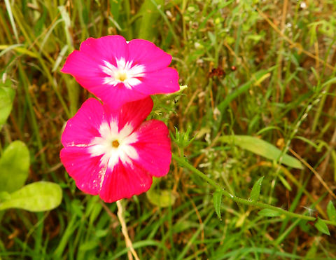 Annual Phlox - Phlox drummondii Cultivated in the gardens of Ooidonk Kasteel. Aug, 2013.  Annual Phlox,Belgium,Geotagged,Phlox drummondii,Summer