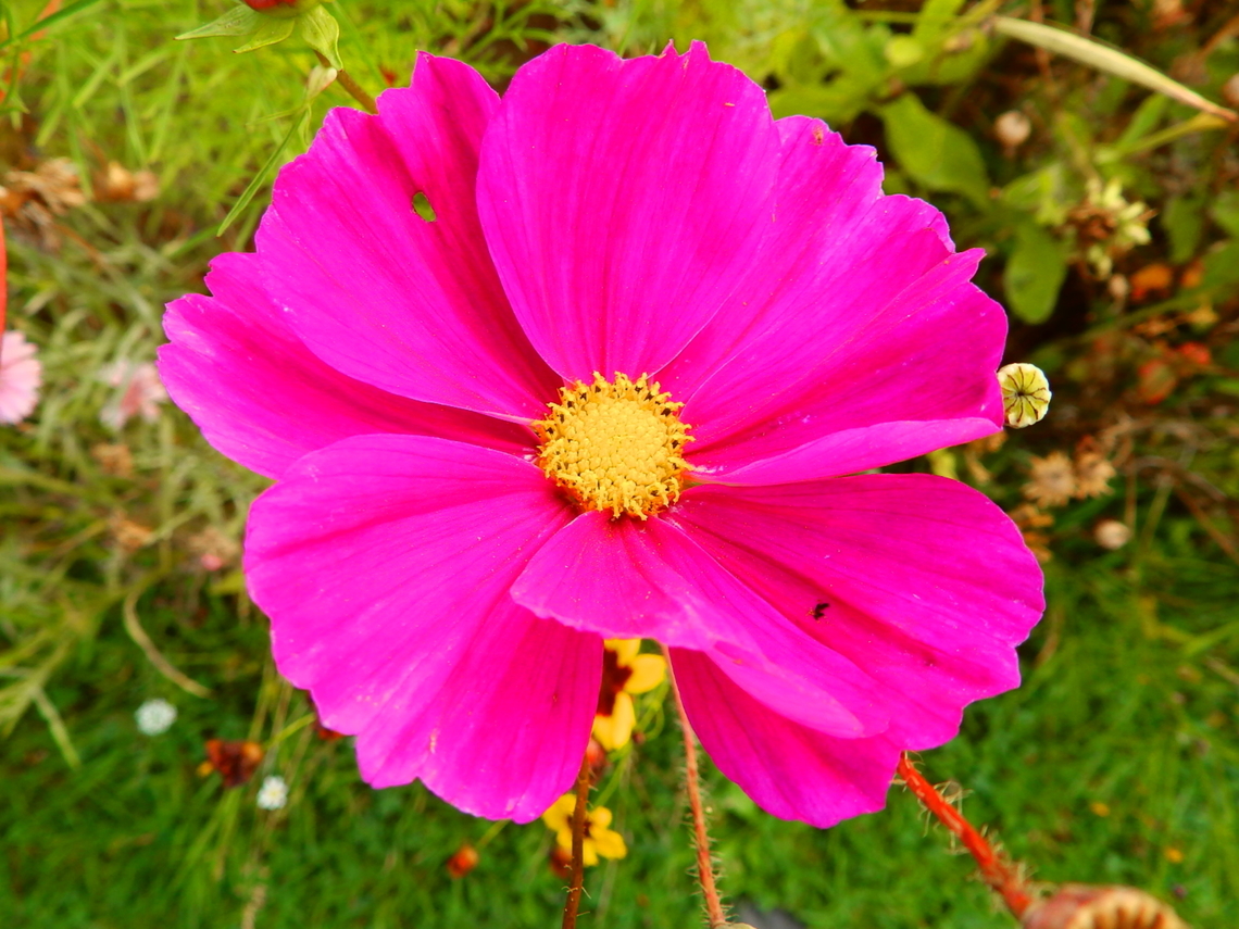 Garden Cosmos - Cosmos bipinnatus Cultivated in the gardens of Ooidonk Kasteel. Aug, 2013.  Belgium,Cosmos bipinnatus,Garden Cosmos,Geotagged,Summer