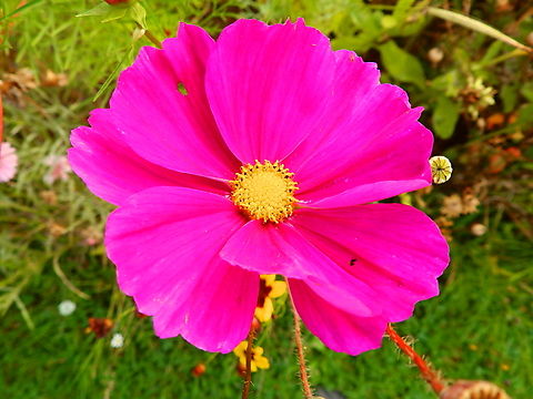 Garden Cosmos - Cosmos bipinnatus Cultivated in the gardens of Ooidonk Kasteel. Aug, 2013.  Belgium,Cosmos bipinnatus,Garden Cosmos,Geotagged,Summer