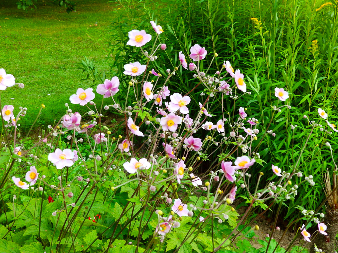 Japanese anemone - Anemone hupehensis Cultivated in the gardens of Ooidonk Kasteel. Aug, 2013.  Anemone hupehensis,Belgium,Geotagged,Japanese anemone,Summer